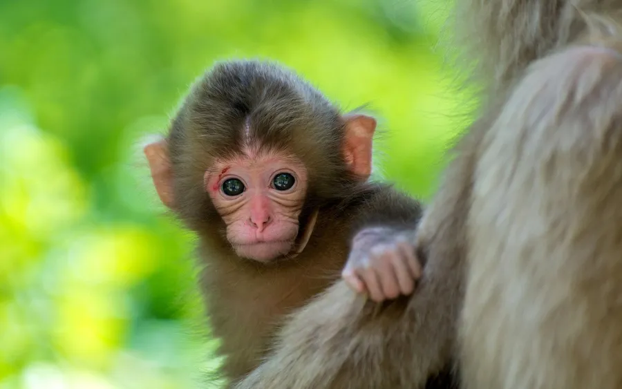 Cute Monkey Gaze wallpaper