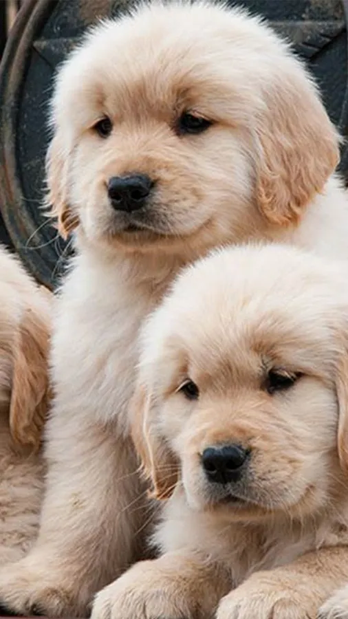 Dog Iphone