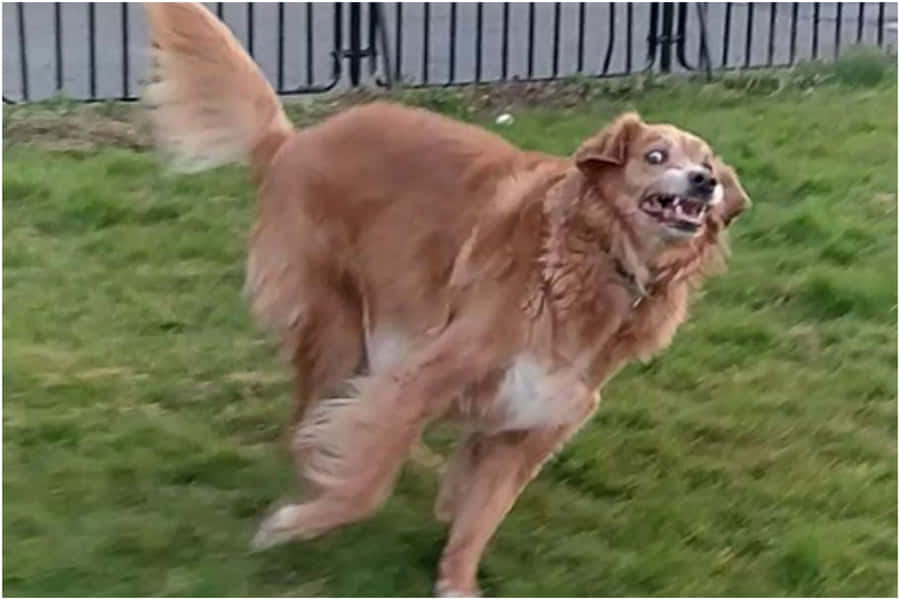 Bringer masser af grin, denne sjove kæledyr vil bringe et smil til alle ansigter!
