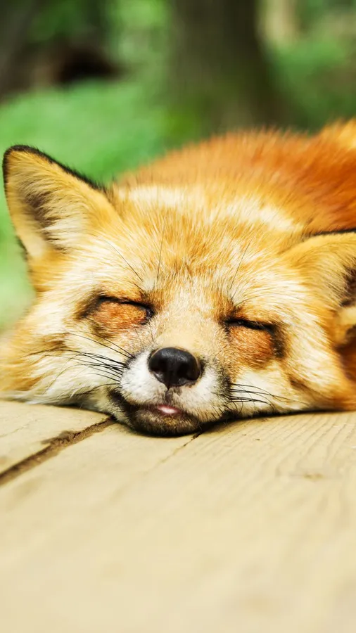 Cool Fox