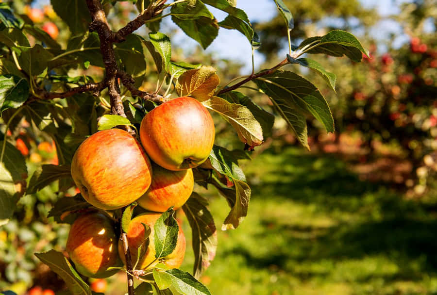 Herbstäpfel1200 x 810 Hintergrundbild