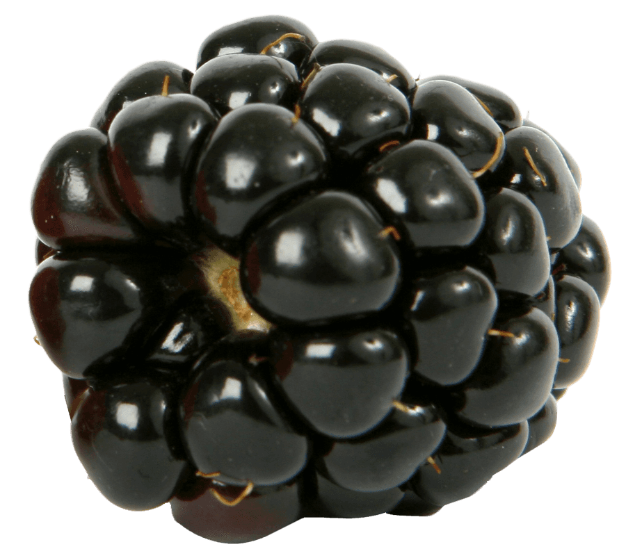 Juicy Blackberry Closeup.png
