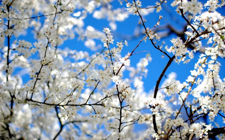 Cute Spring Desktop