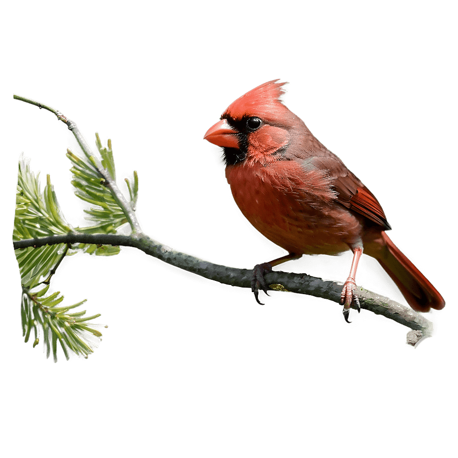 Red Cardinal Female PNG 14