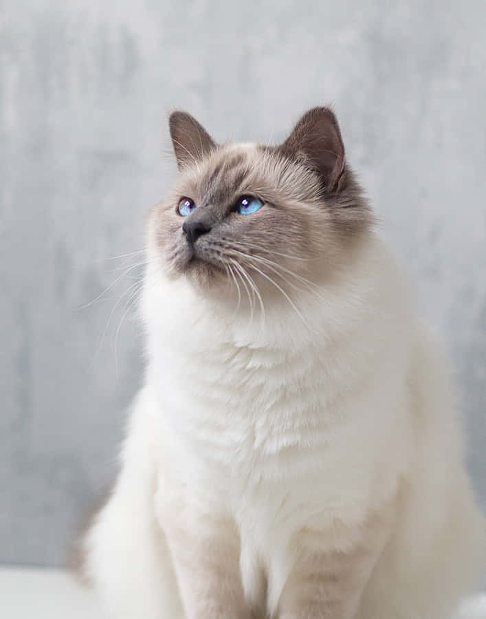 Birman1005 x 1280 Hintergrundbild