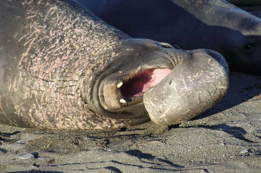 Elefant sæl vokaliserer på stranden.jpg