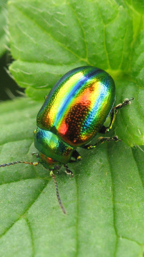 Copertinadel libro Beetle