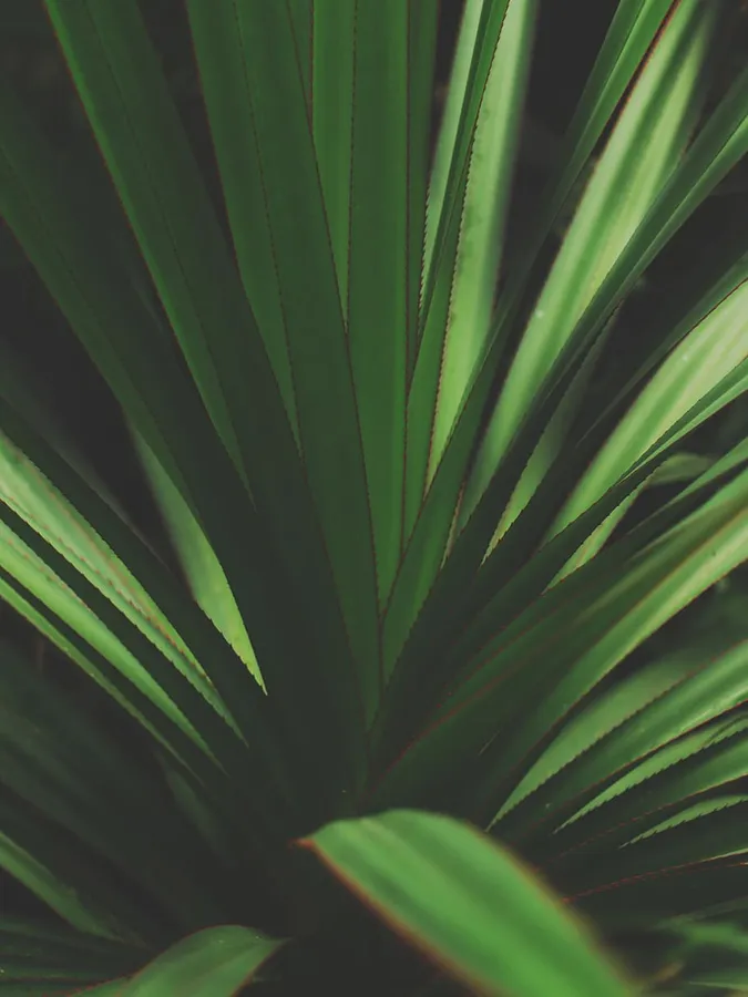 Plant Iphone