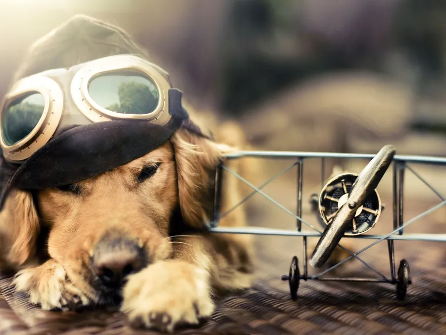 Pet background
