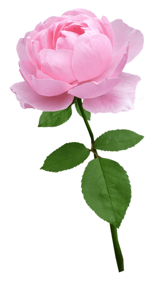 Pink Rose Single Stem