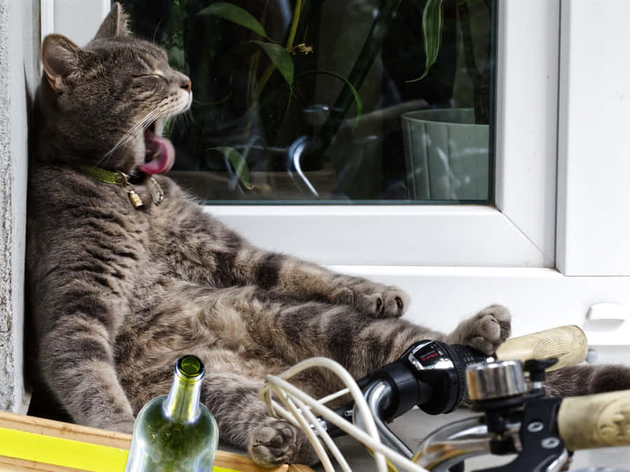 Avslappet Katt Gjesper Ved Vindu