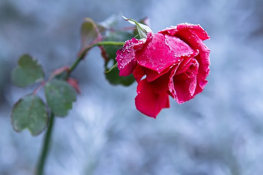 Pink Rose Background