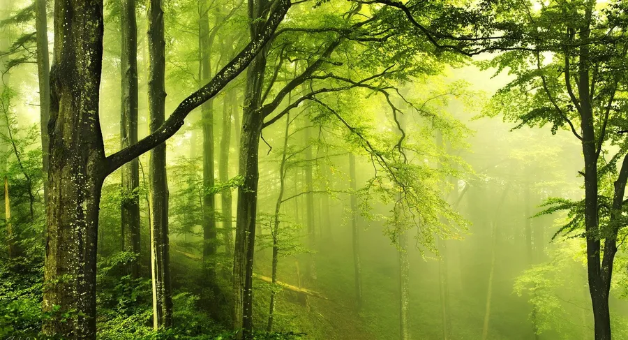 Forest Background