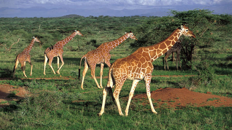 UmaVista Magnífica da Natureza na África.