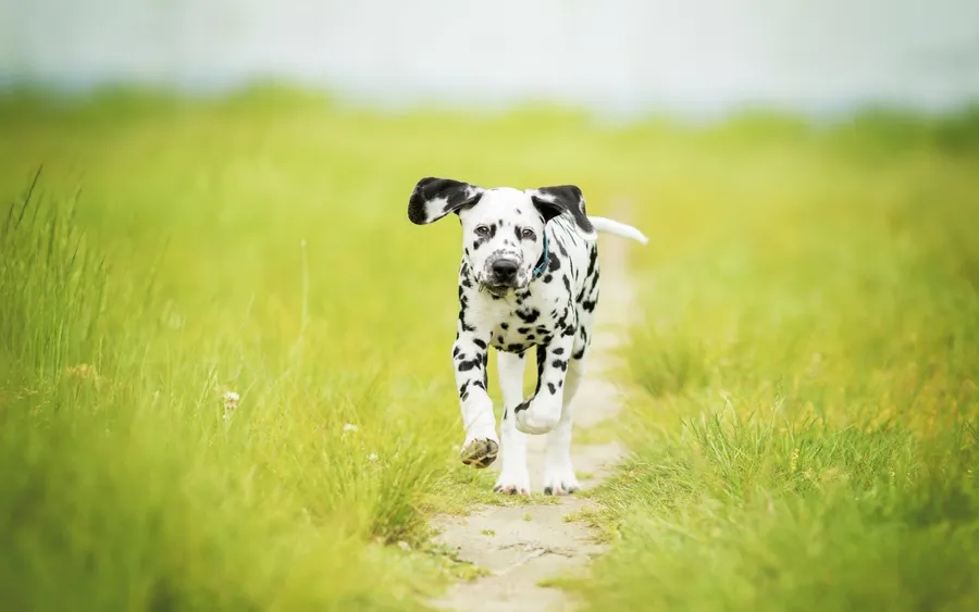 Dalmatian background
