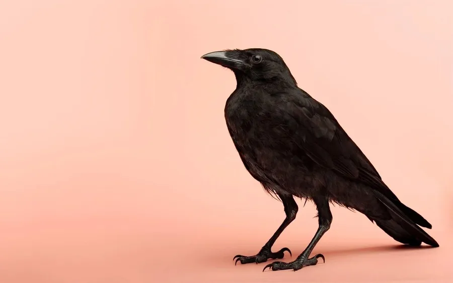Raven background