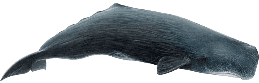 Sperm Whale Side View.png