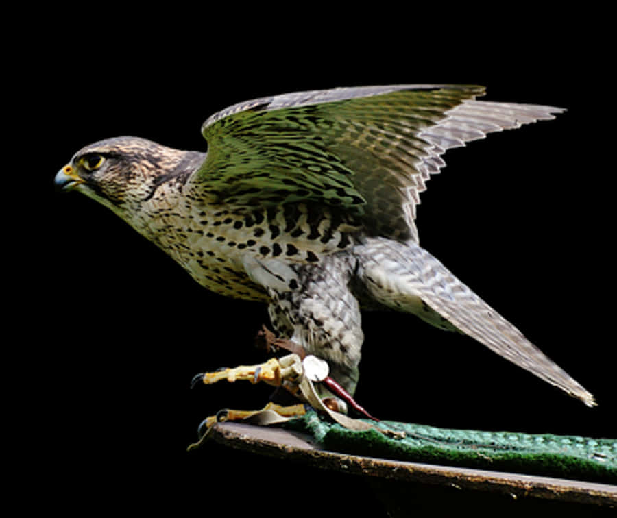 Peregrine Falcon Preparingfor Flight