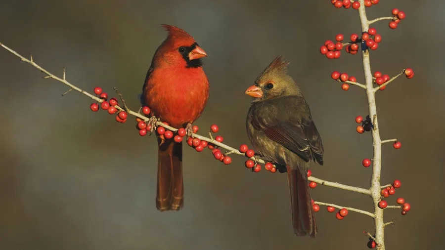 Cardinal Pair