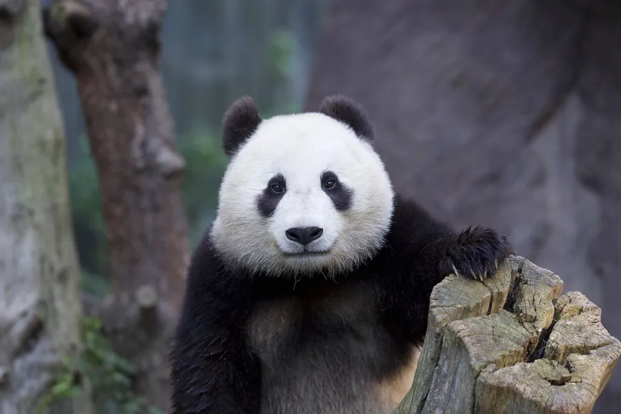 Panda pictures