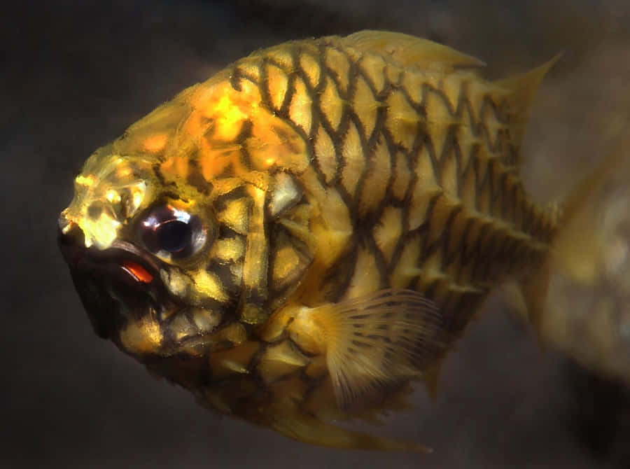 Pesce Ananas Oro in Primo Piano