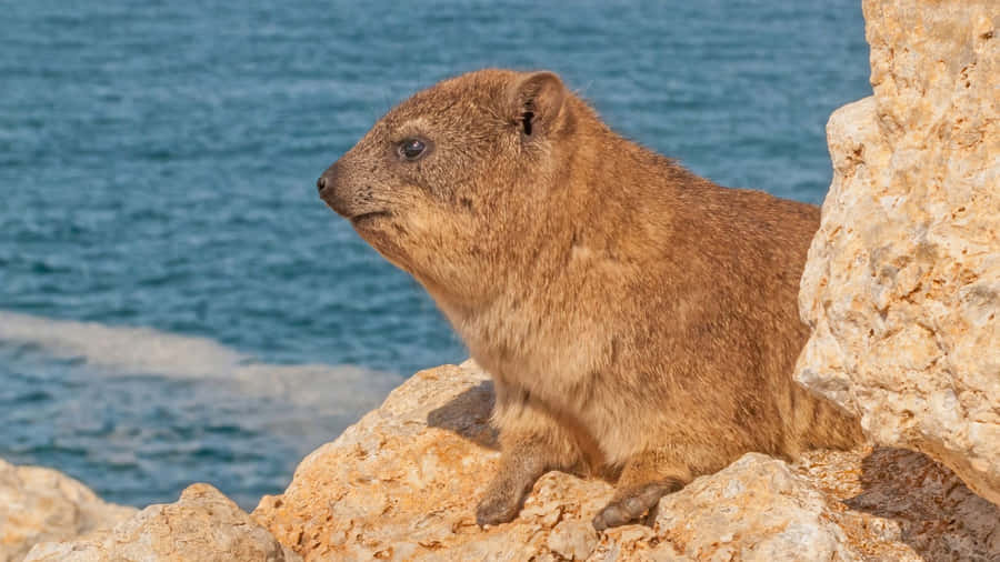 Klipp Hyrax Vid Havet