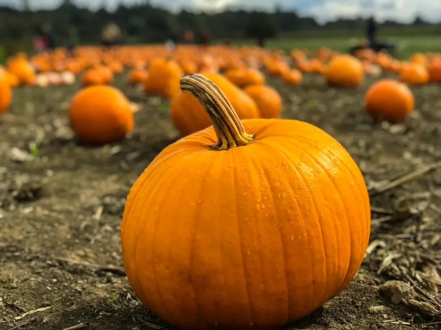 Pumpkin pictures