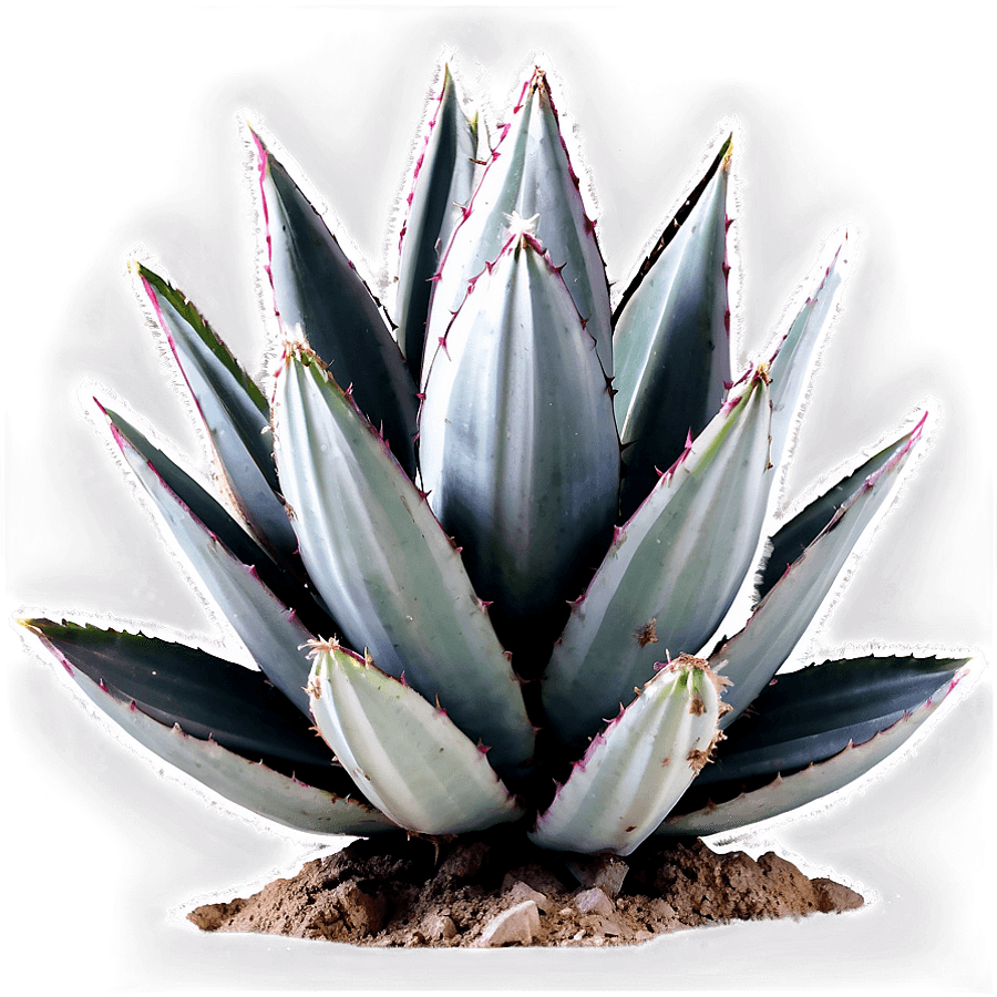 Agave Plant Black and White PNG 06282024