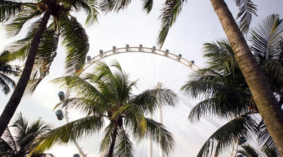 Singapore Flyer zwischen Palmen