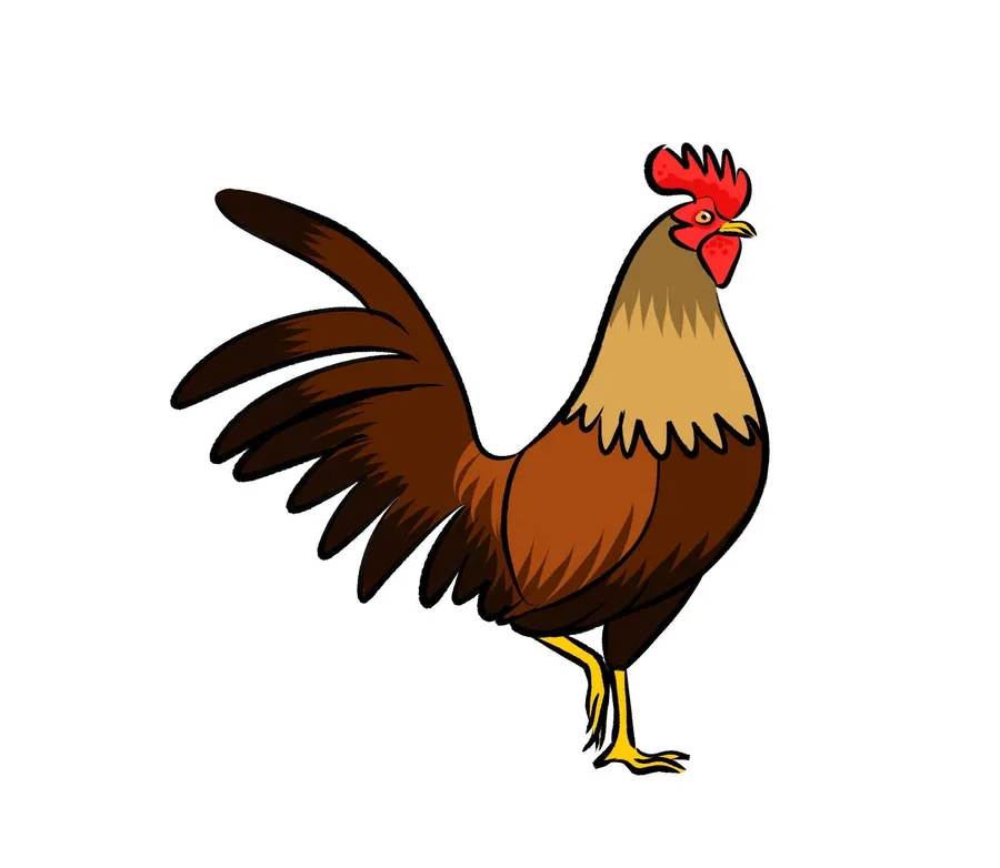rooster pictures