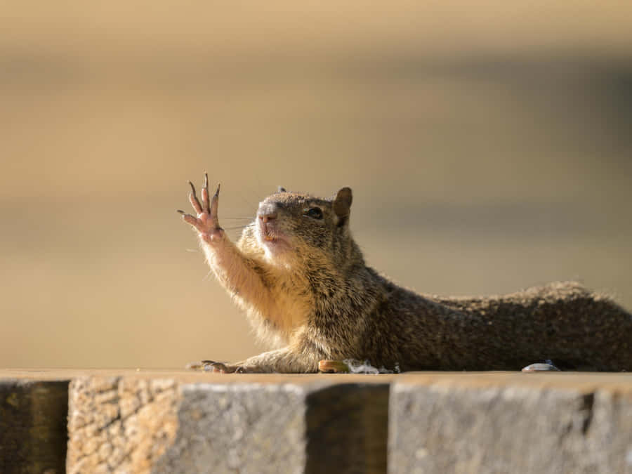 Gopher begrüßt Sonnenlicht