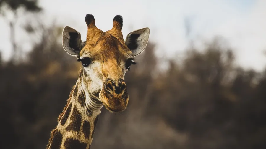 Giraffe background