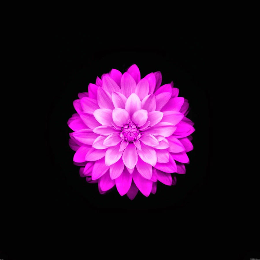 Florde maçã Light Violet Dahlia Pinnata