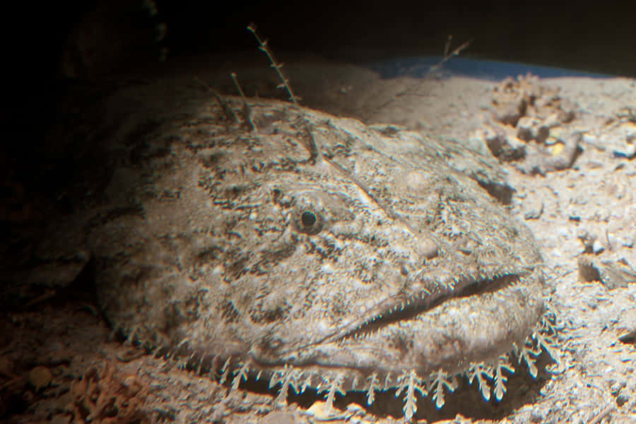 Goosefish Lurande i Sandig Botten