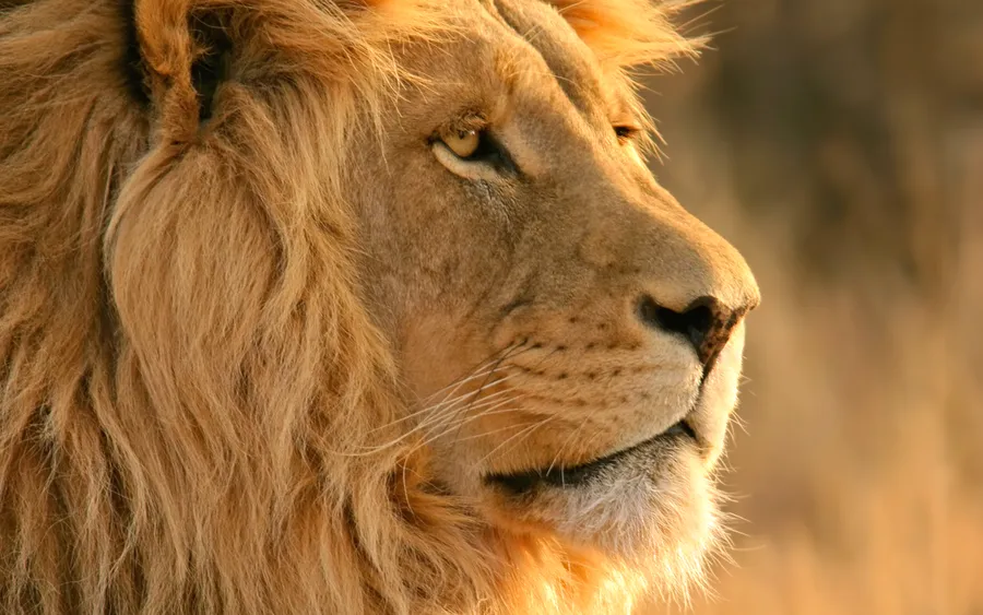 Lion background