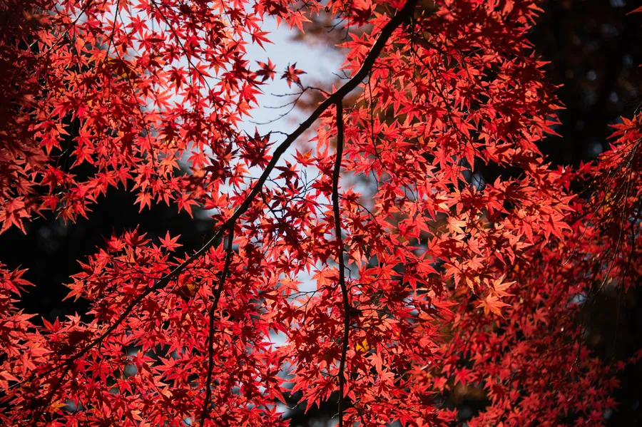 Red Tree