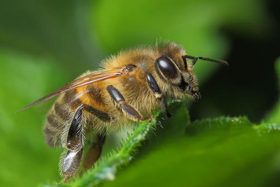 Bee pictures