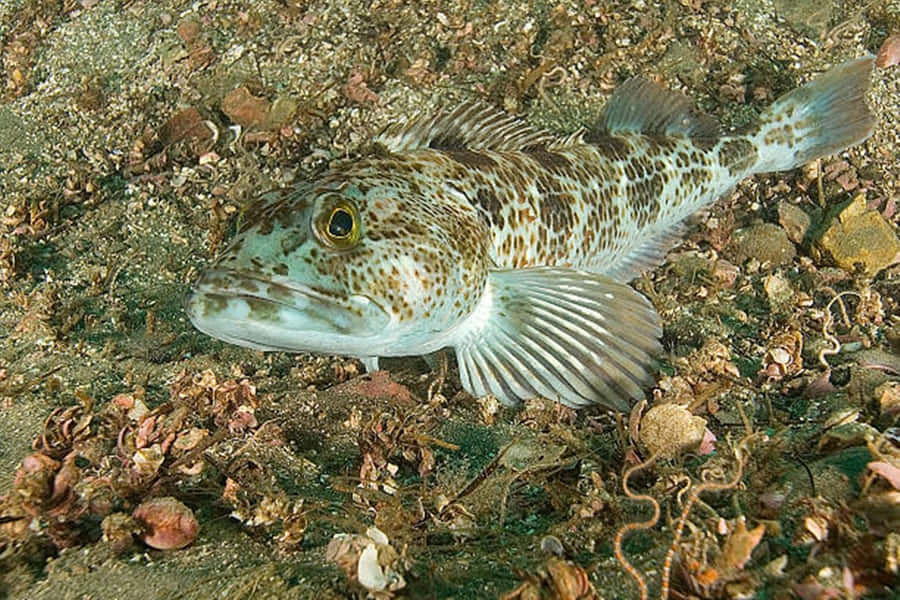 Lingcod no Fundo do Mar