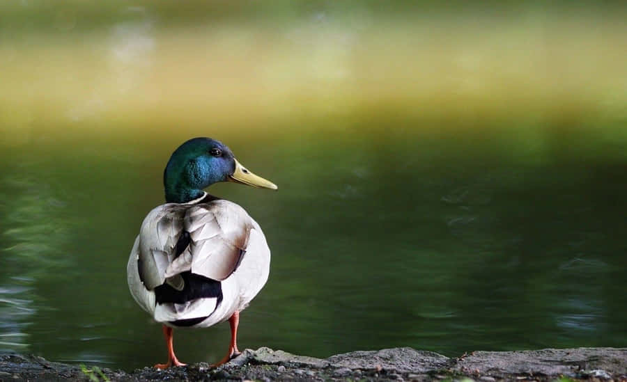 Pato Mallard à Beira da Água