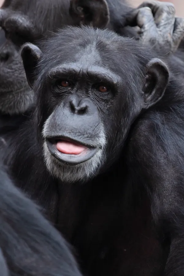 Cute Gorilla