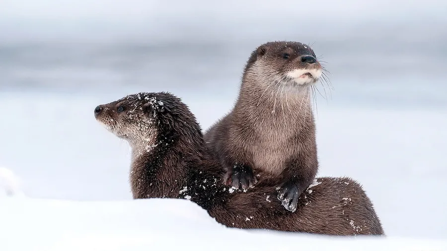 Otter background