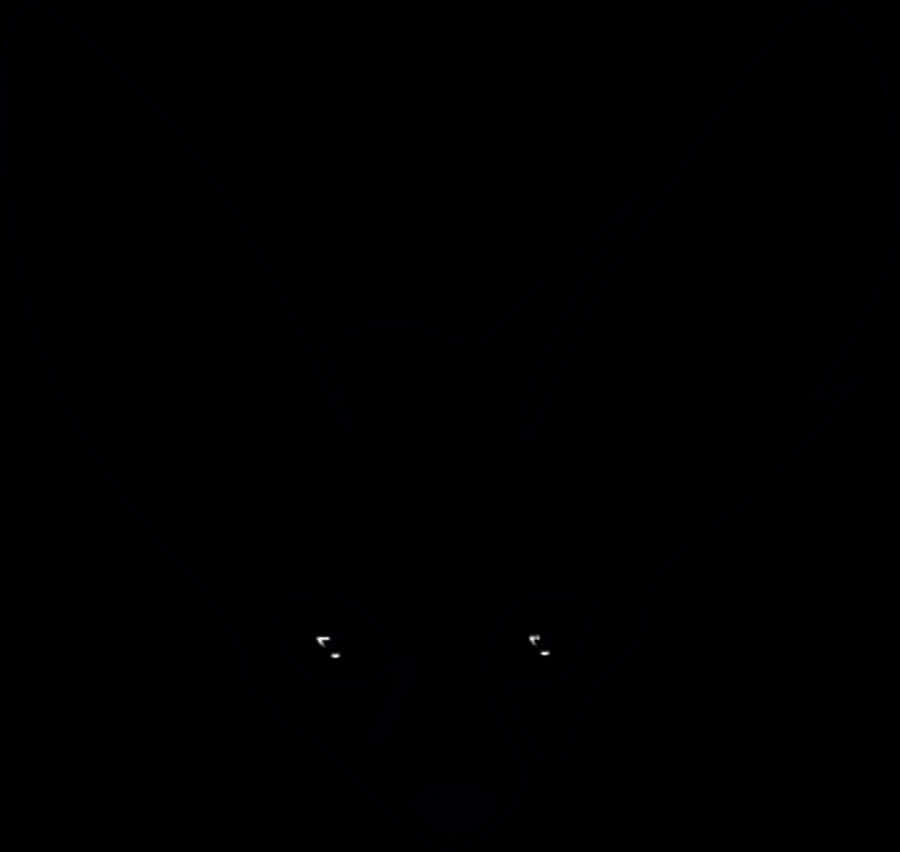 Mysterious Fox Eyesin Darkness