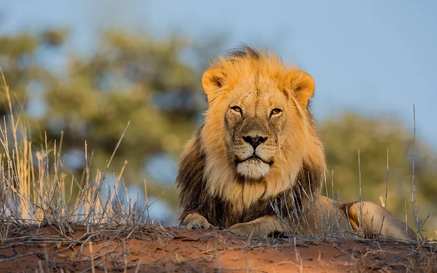 Wild Animals background