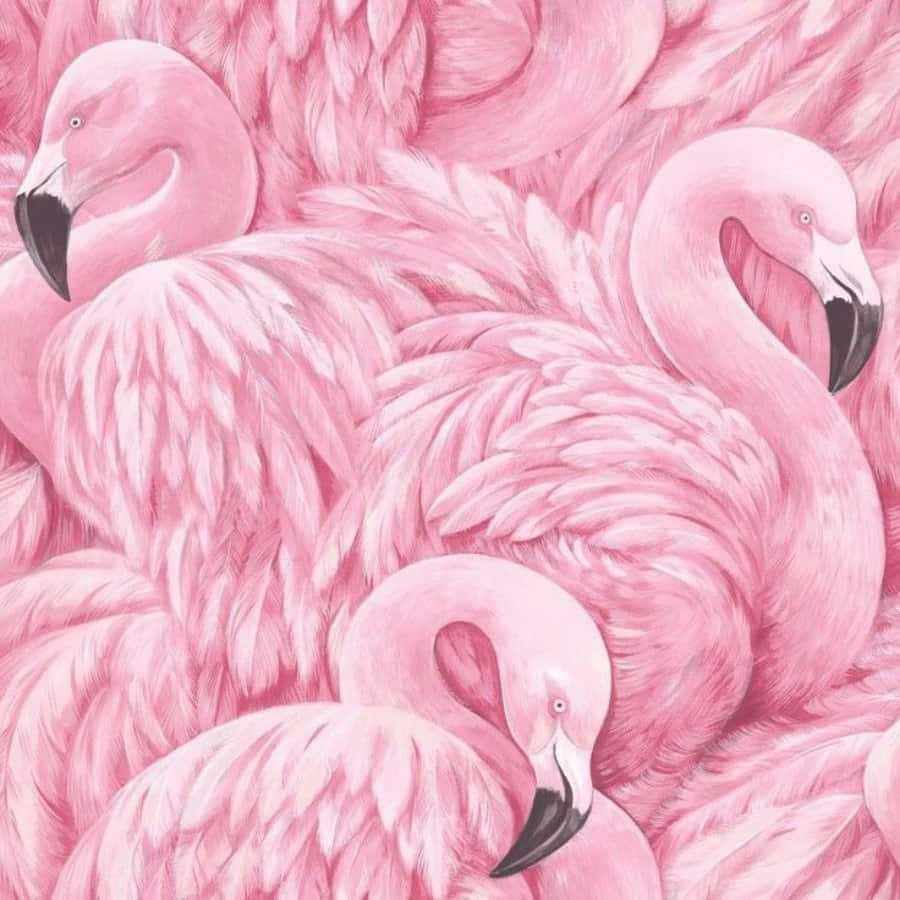 Flamingoscor de rosa 900 x 900 papel de parede.