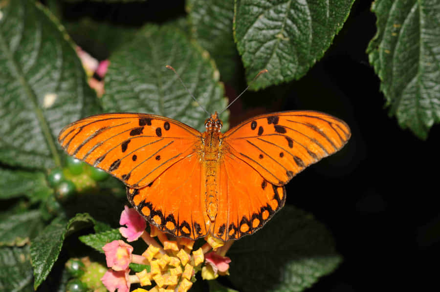 Lebendige orange Fritillaria Schmetterling