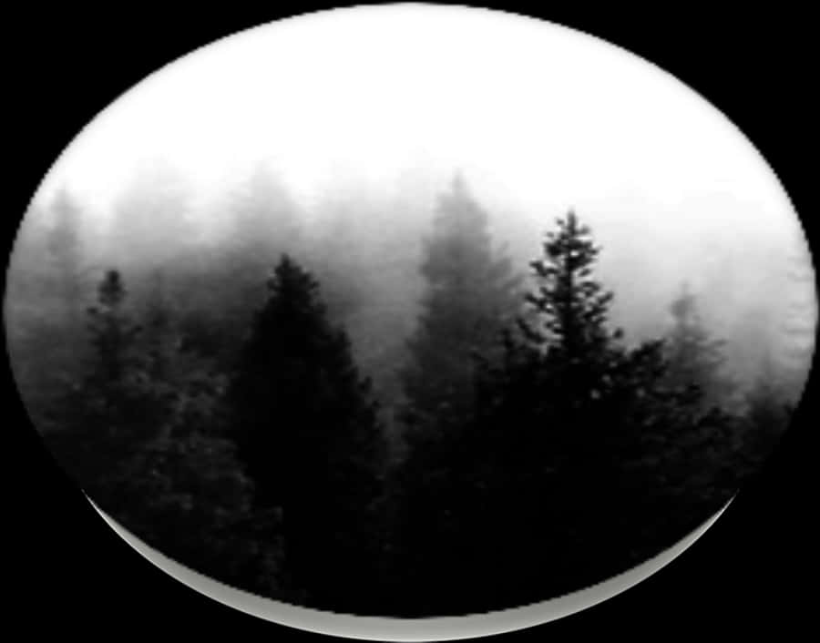 Dark Forest, Popsockets - Tree In The Forest Png Dark, Transparent Png