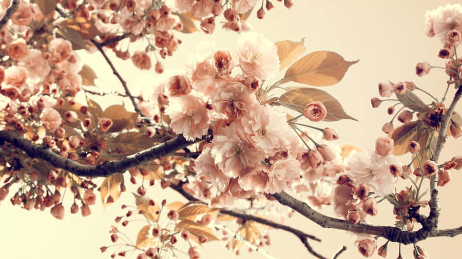 Erlebedie Schönheit von Vintage-Blumen
