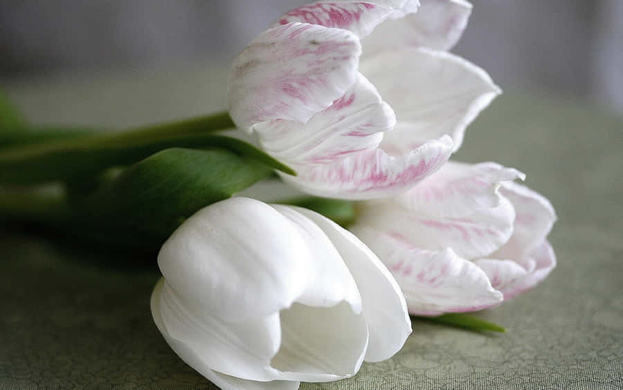 Tulipani Bianchi e Rosa Estetici