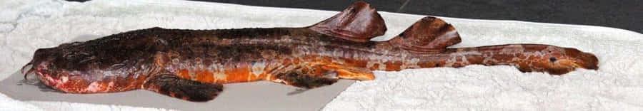 Wobbegong Hai Exemplar