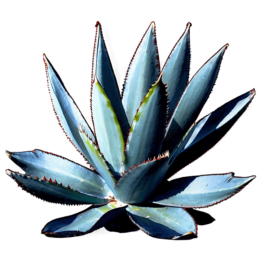 Agave Silhouette PNG dhw